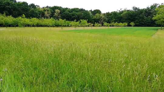 丛林田野植物花草空境