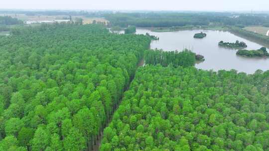 航拍森林公园湿地白鹭，白鹭鸟生态环保鸟类