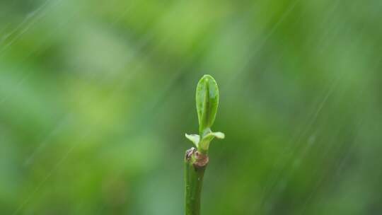 茶园茶叶绿茶