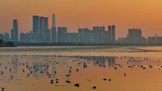 深圳湾公园候鸟