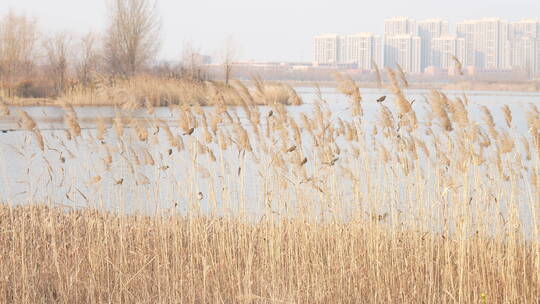 中国华北平原秋冬城市湿地湖面芦苇上的麻雀