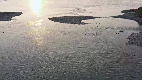 高清航拍日落夕阳江边小鸟鸭子鸟河水