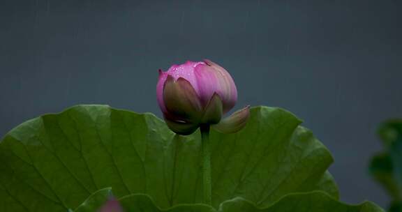 杭州西湖雨中荷花视频