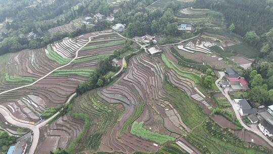 乐山沙湾四峨山梯田