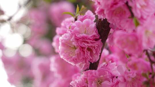 郁李花 寿李花 花朵盛开