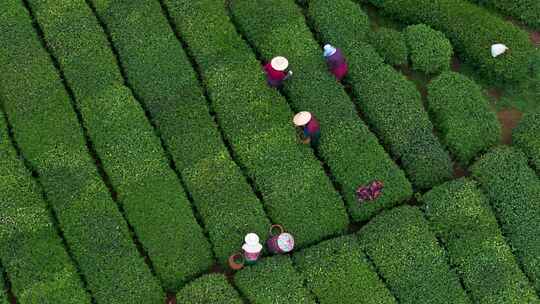 江南茶园茶山采茶工采茶茶园采茶