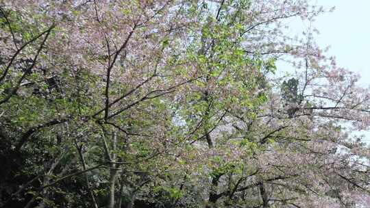 武汉大学樱花树