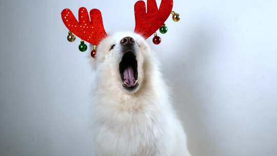 圣诞狗——圣诞老人的助手。这只白狗穿着圣