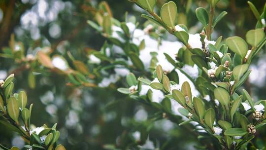 下雪雪花绿化带小区植被雨雪冬天小景