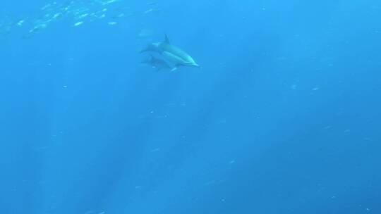 海豚 海洋 海洋