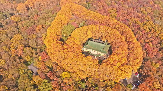 南京钟山风景区秋景