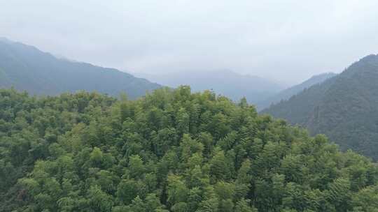 皖南山区大山中的葱郁的竹林景观