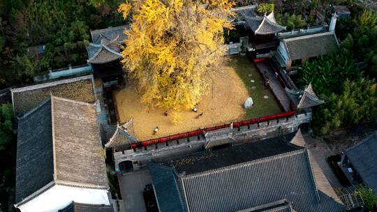 陕西省西安市古观音禅寺银杏树航拍