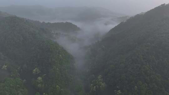 森林云雾 绿色自然 茶园云雾 唯美自然