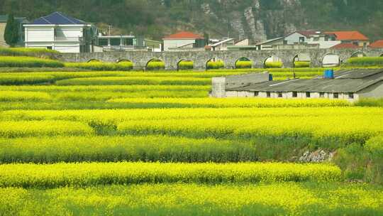 贵州唯美油菜花田