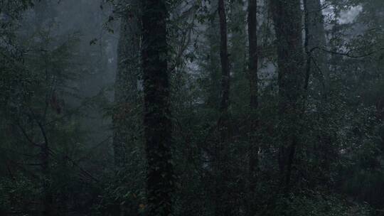 在布满高大树木的云雾林中下雨