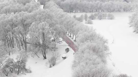 冰雪覆盖树木的冬季雪景航拍画面