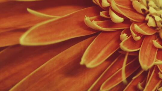鲜花摄影非洲雏菊橘黄色视频素材模板下载