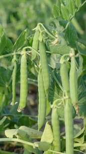 种植成熟的豌豆