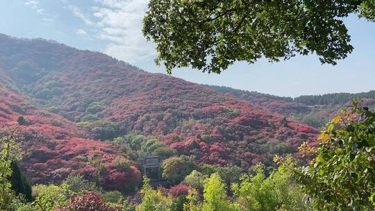 济南红叶谷景区，红叶满山迎来最佳观赏