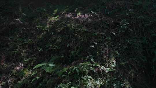 茂密绿植自然景观