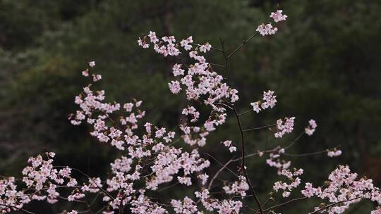 春天 野樱花 合集