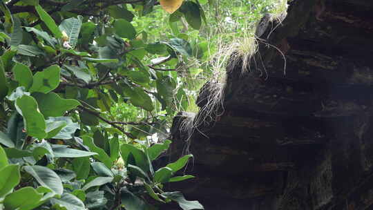 云南昆明昙华寺名刹古寺