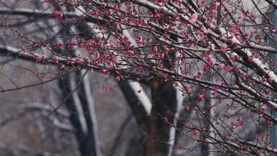 冰雪红梅雪中梅花13