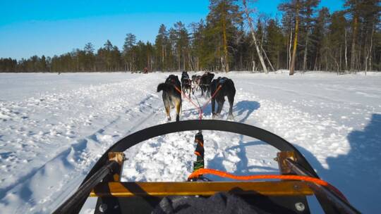 航拍雪地公路上的小火车树林雪橇犬