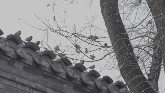 北京冬天 胡同空镜 北京生活