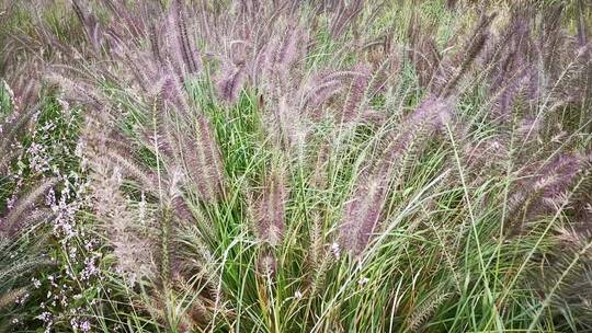 实拍野花野草绿色植物