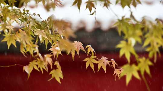 北京故宫冬天红墙古建筑枫叶大雪纷飞雪花飘