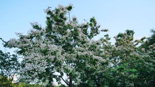 仪花树上开满了花