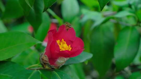花园山茶花春暖花开蜜蜂采花蜜