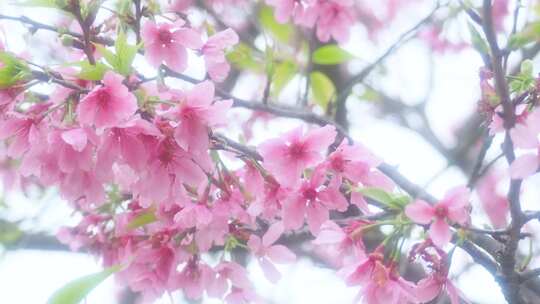 春日的樱花视频素材模板下载