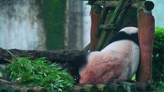 熊猫挠痒视频素材模板下载