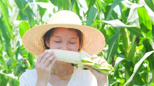 玉米种植基地视频素材模板下载