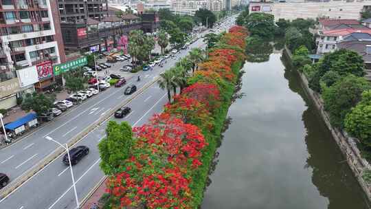 中国佛山市顺德区新桂南路凤凰花