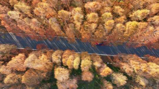 塘下公路 汽车行驶 水杉林