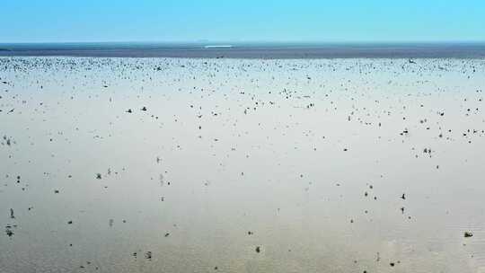 湖南岳阳东洞庭湖湿地候鸟鸟群