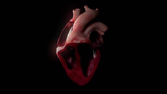三维心脏结构心室