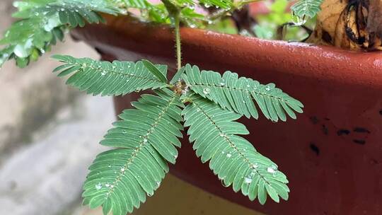 含羞草植物叶子