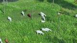 航拍上海崇明吃草的羊群高清在线视频素材下载