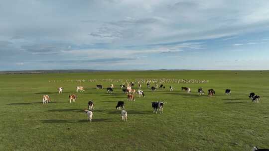 航拍呼伦贝尔秋天的草原牛群羊群267