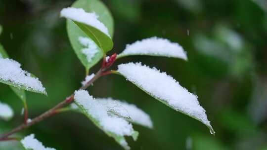 下雪雪景森林鹅毛大雪升格慢镜头