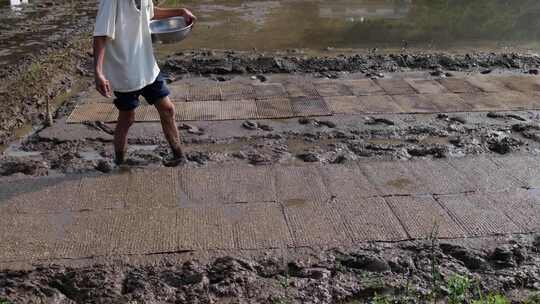 农民撒播水稻种子春天立春雨水芒种小满稻谷