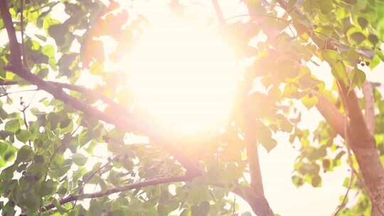阳光透过枝繁叶茂的树叶照射进来