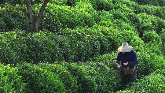 航拍茶农采茶视频素材模板下载