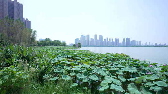 武汉江夏区汤逊湖壹号湿地公园