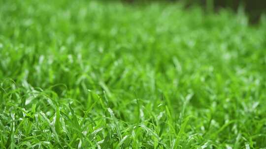 雨天绿色的草地